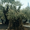 jerusalem mount olive (16)